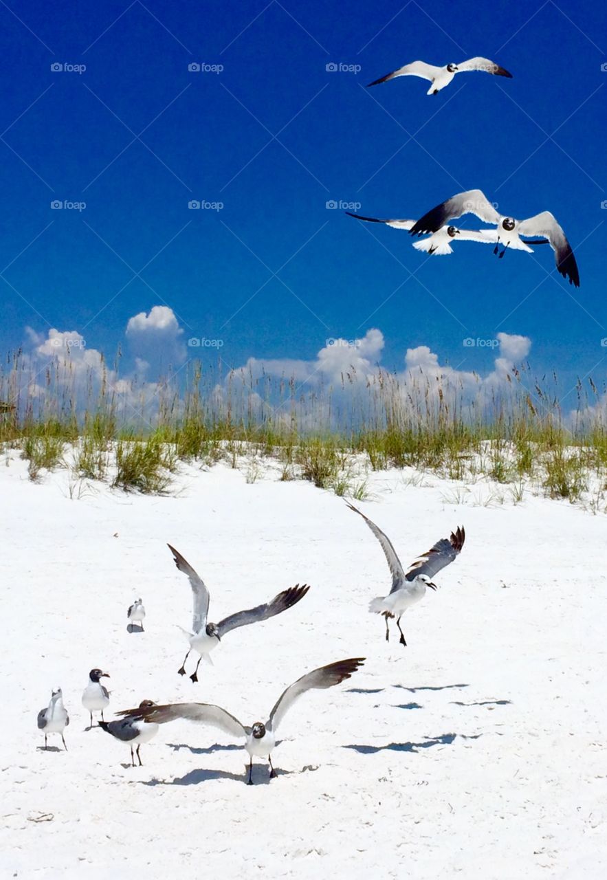 Sea birds