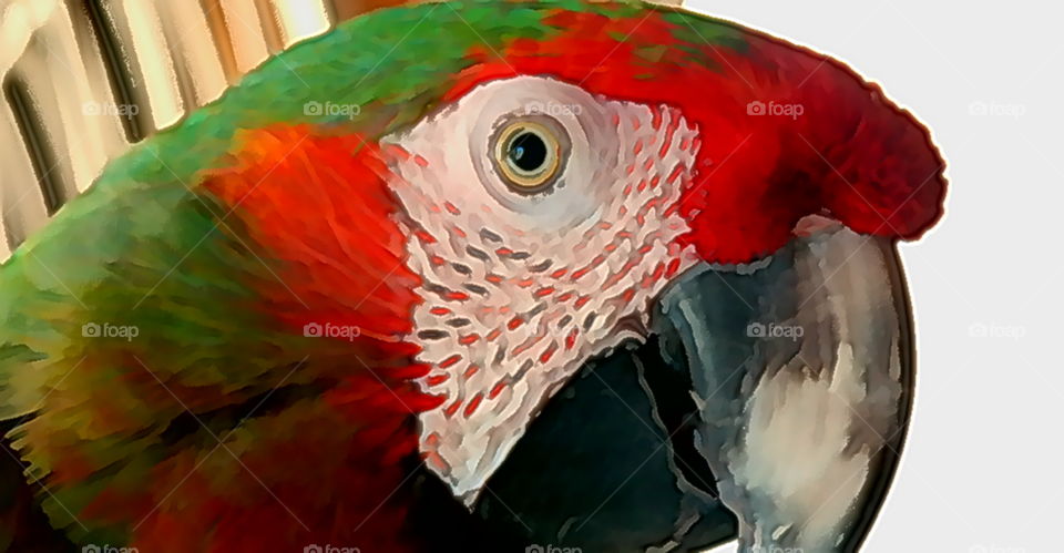 eye see you. my parrot posing
