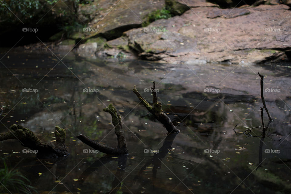 Dead tree in the pond