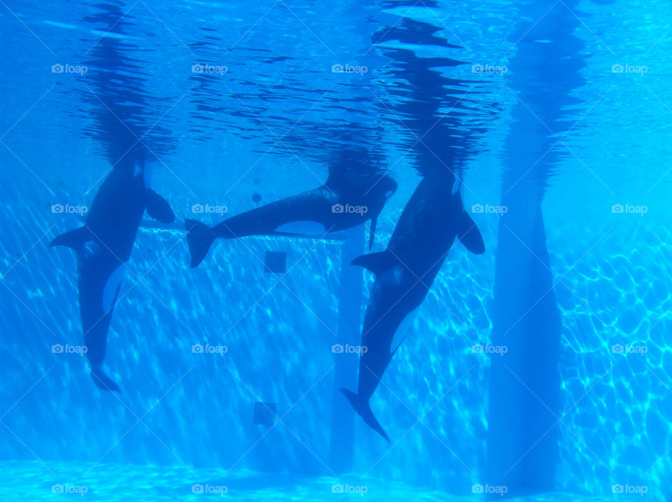pool animals dolphin united states by hgu