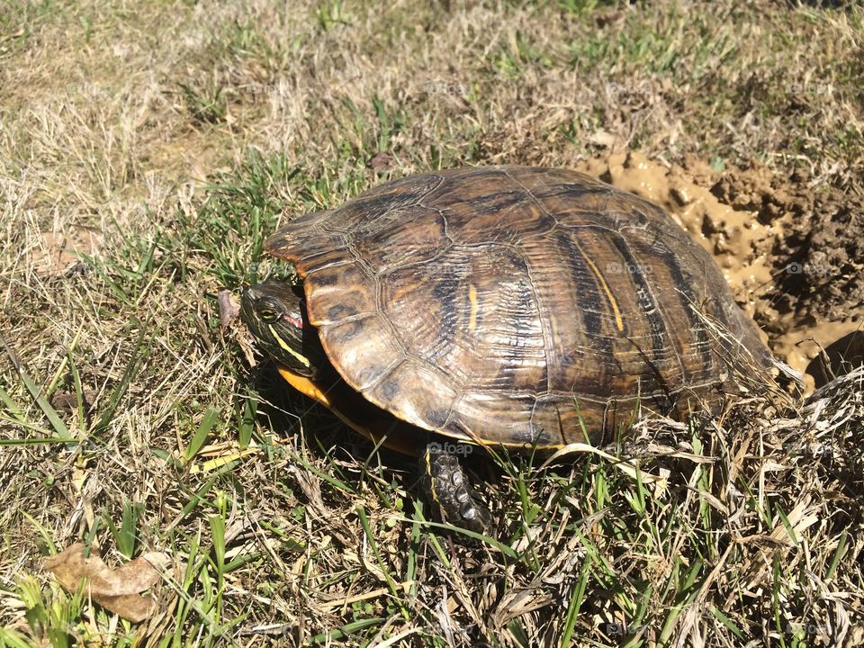 Red Eared Slider Turtle Nesting