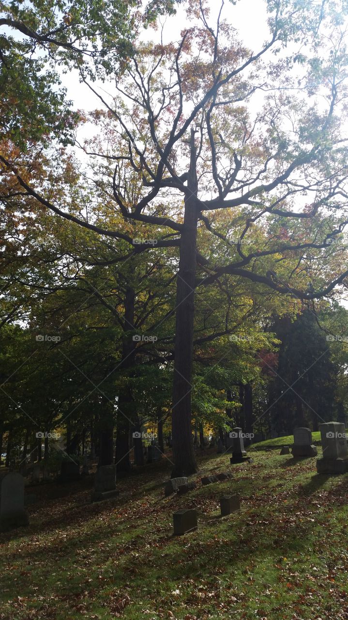 autumn day at the cemetery