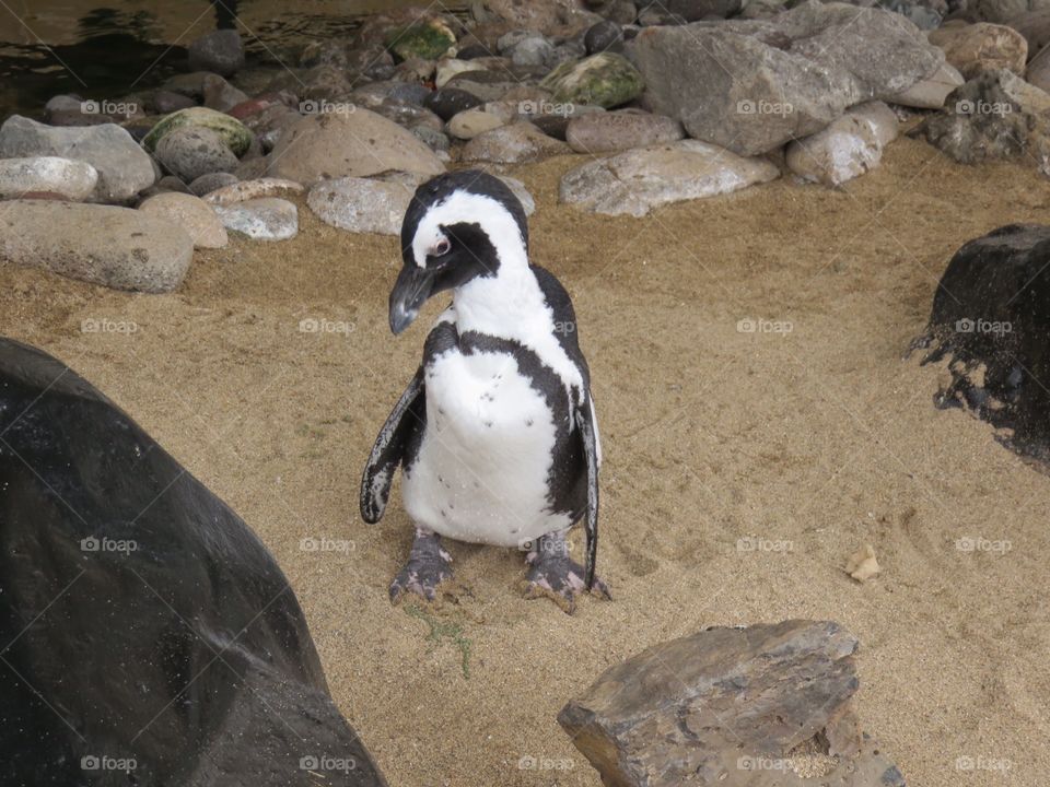 Portrait of a Penguin