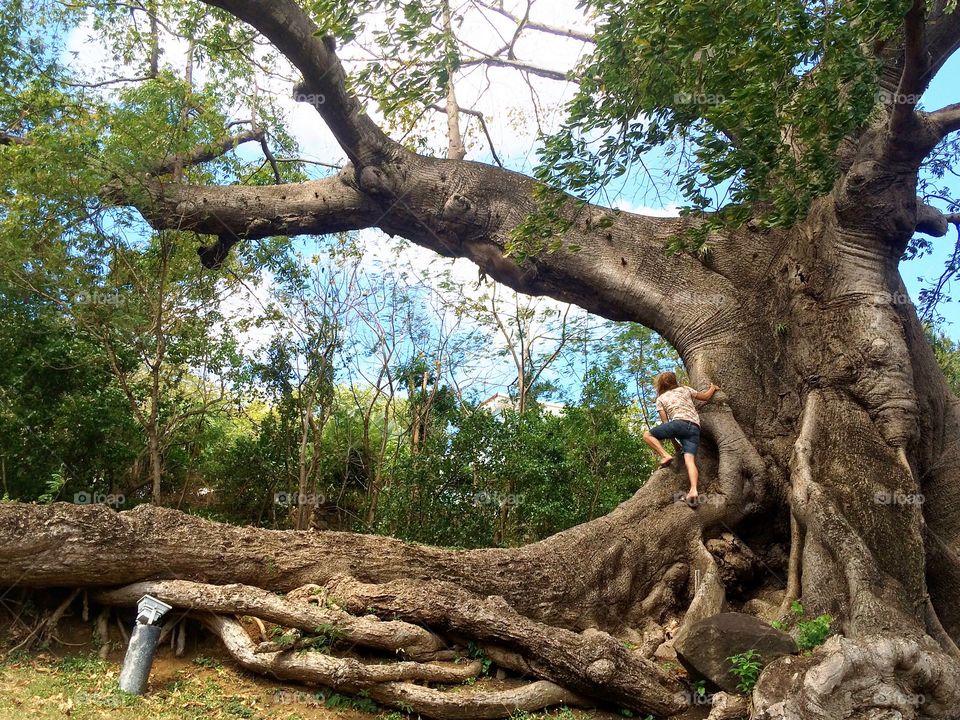 Climbing the Heart Tree 