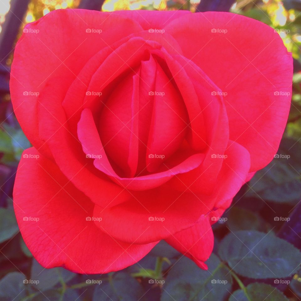 Blooming Pink Rose. Blooming Pink Rose