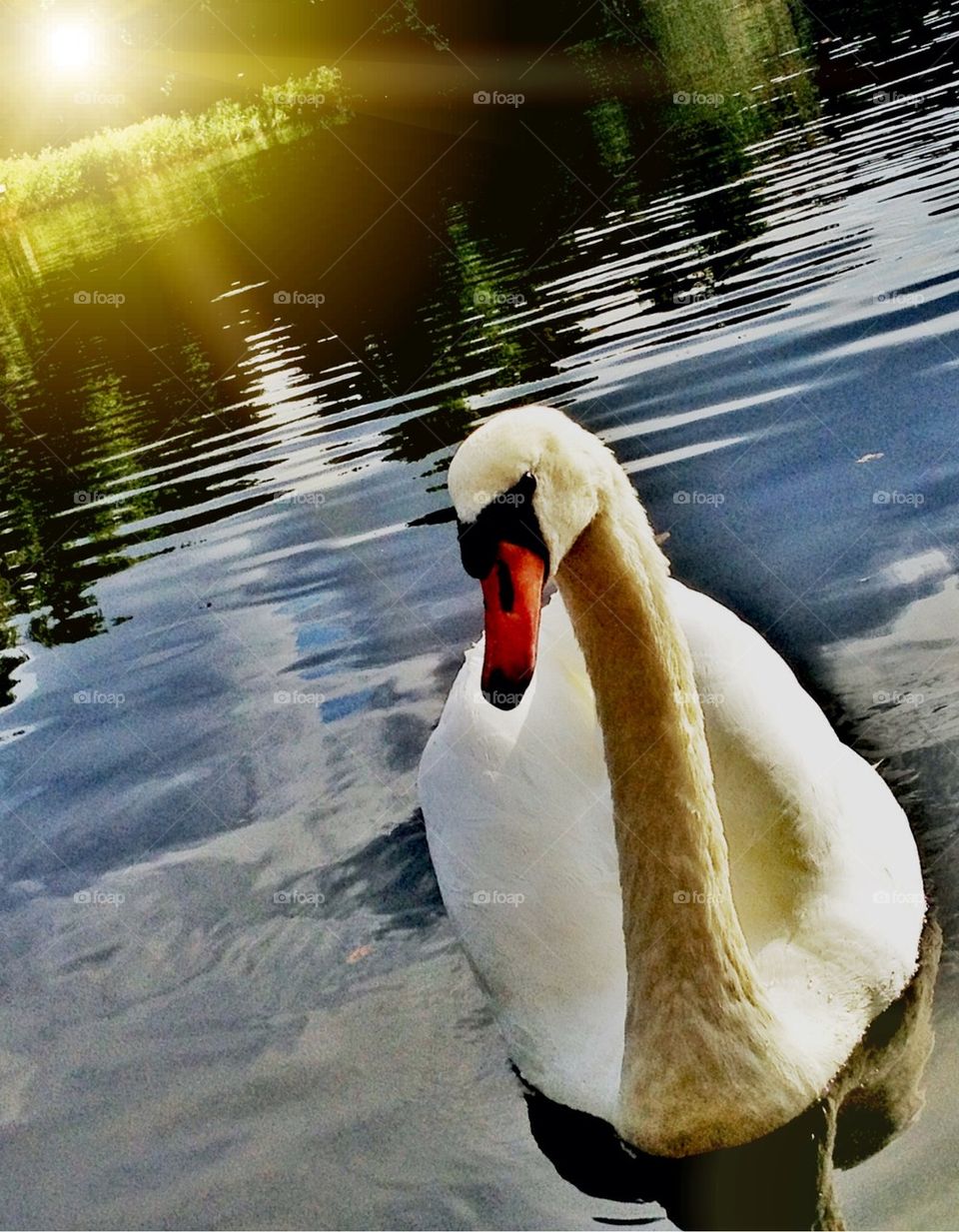 swan