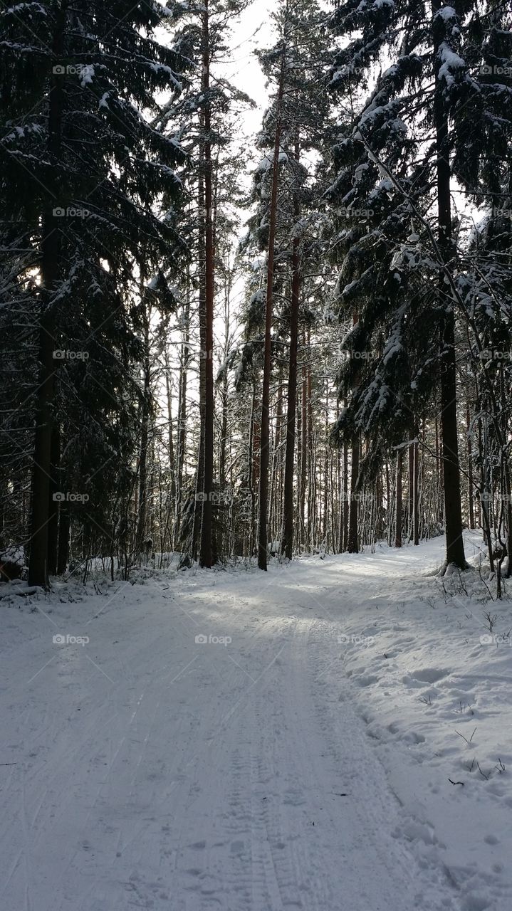 Snow, Winter, Wood, Tree, No Person