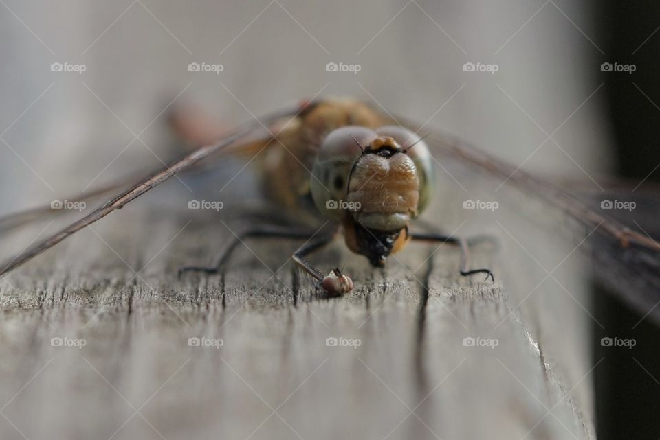 Dragonfly eating a fly