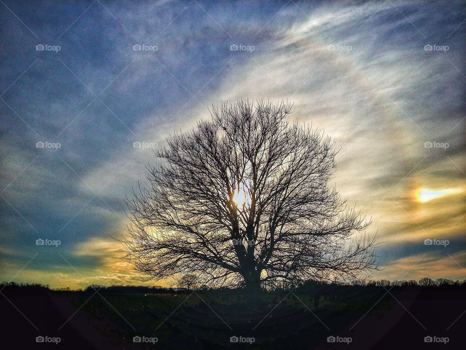 Tree sunset