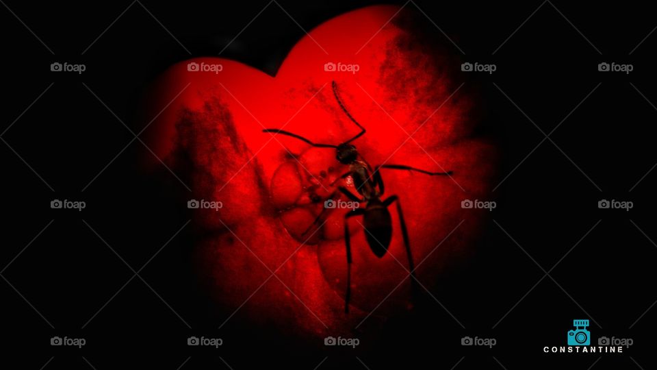 Ant in a heart flower