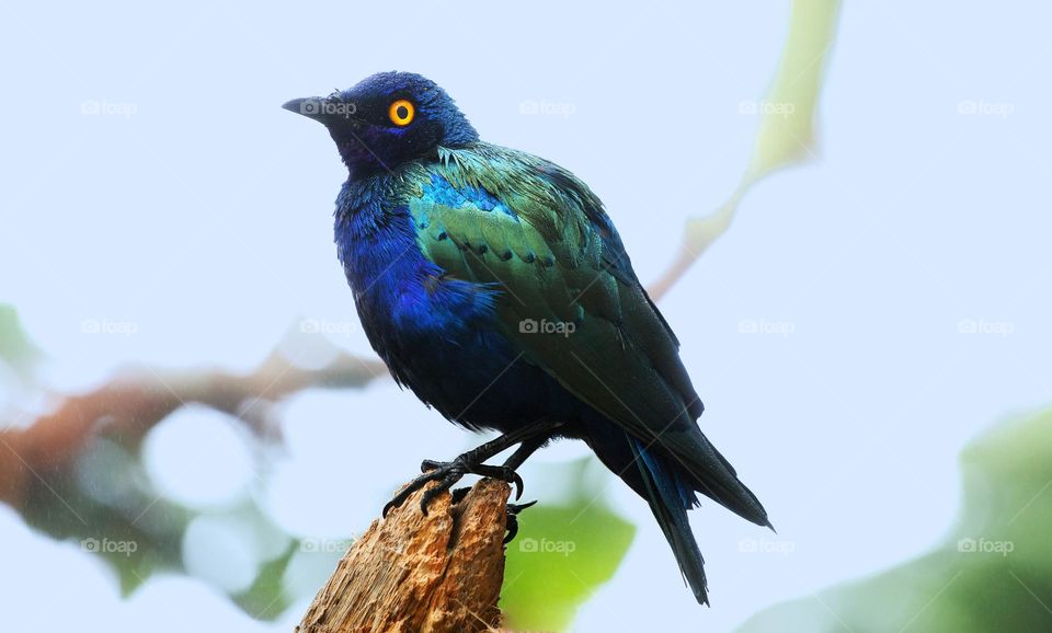 Purple Starling