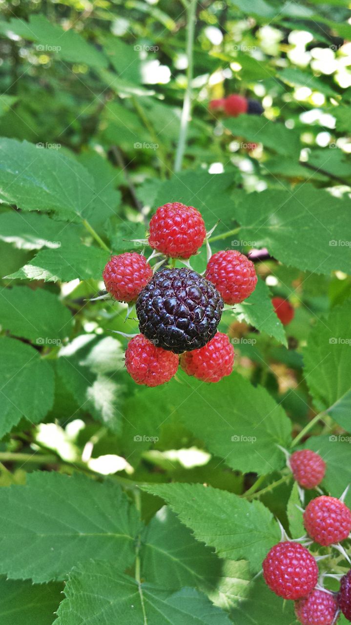 Wild Blackberries. Blackberry canes