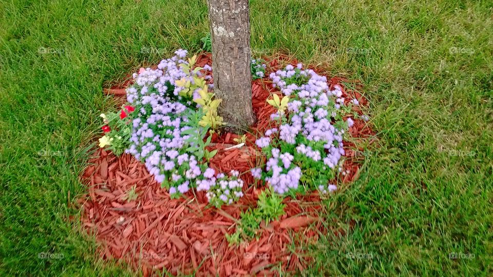 purple flowers around a tree with red mulch