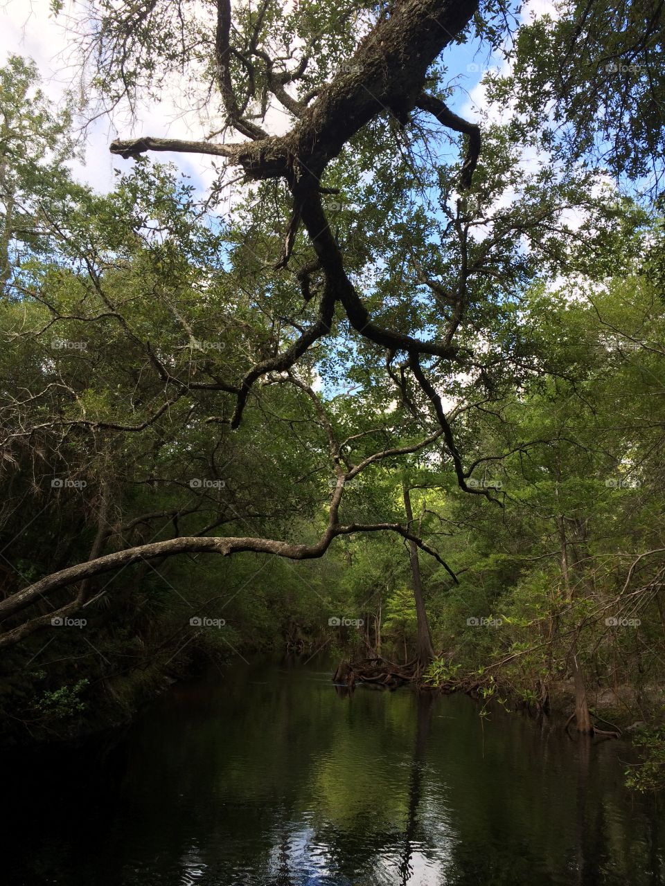In The Jungle. Hiking along the Sopchoppy River in the Apalachicola National Forest on the famous Florida Trail.