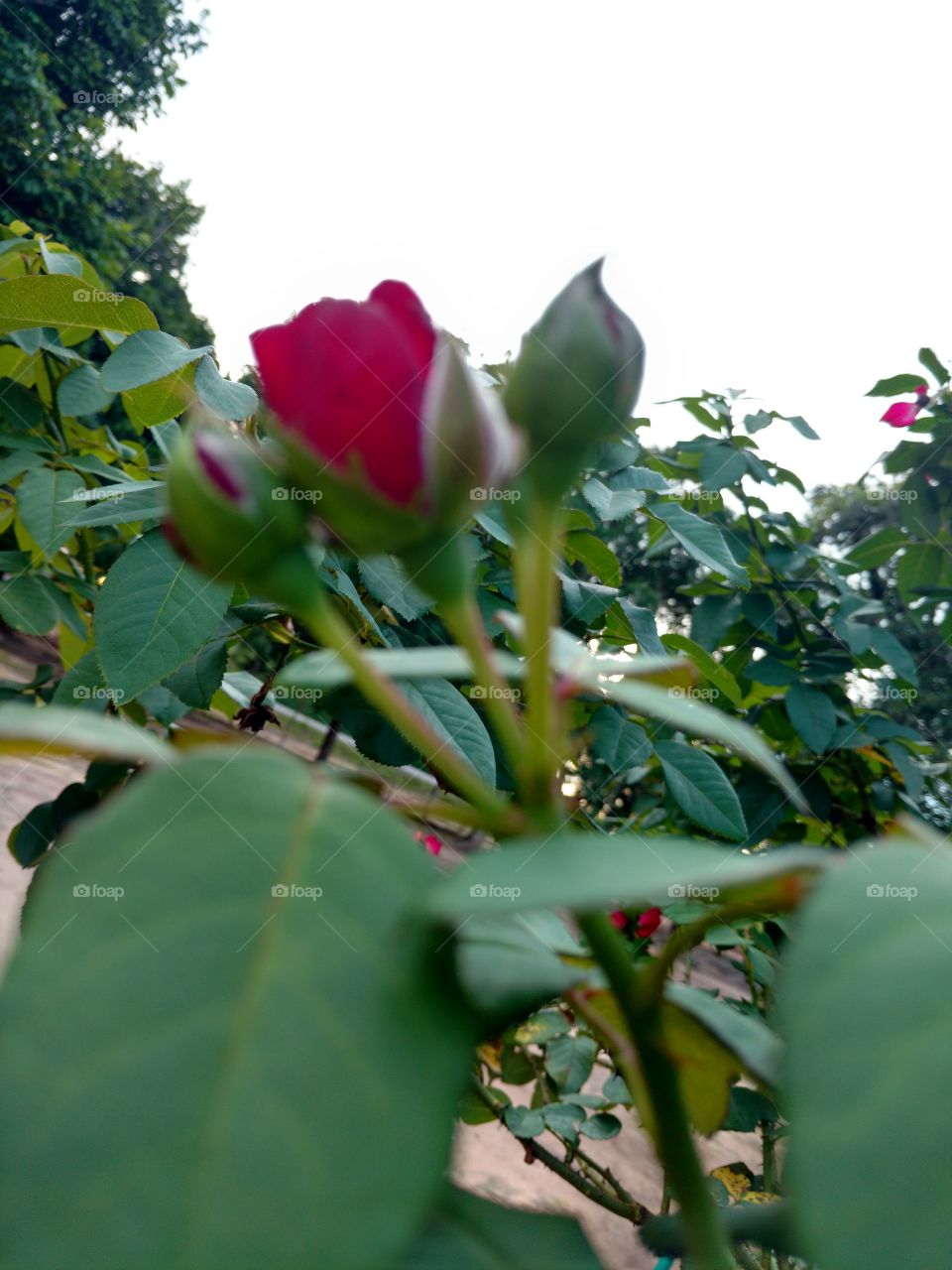 rosas