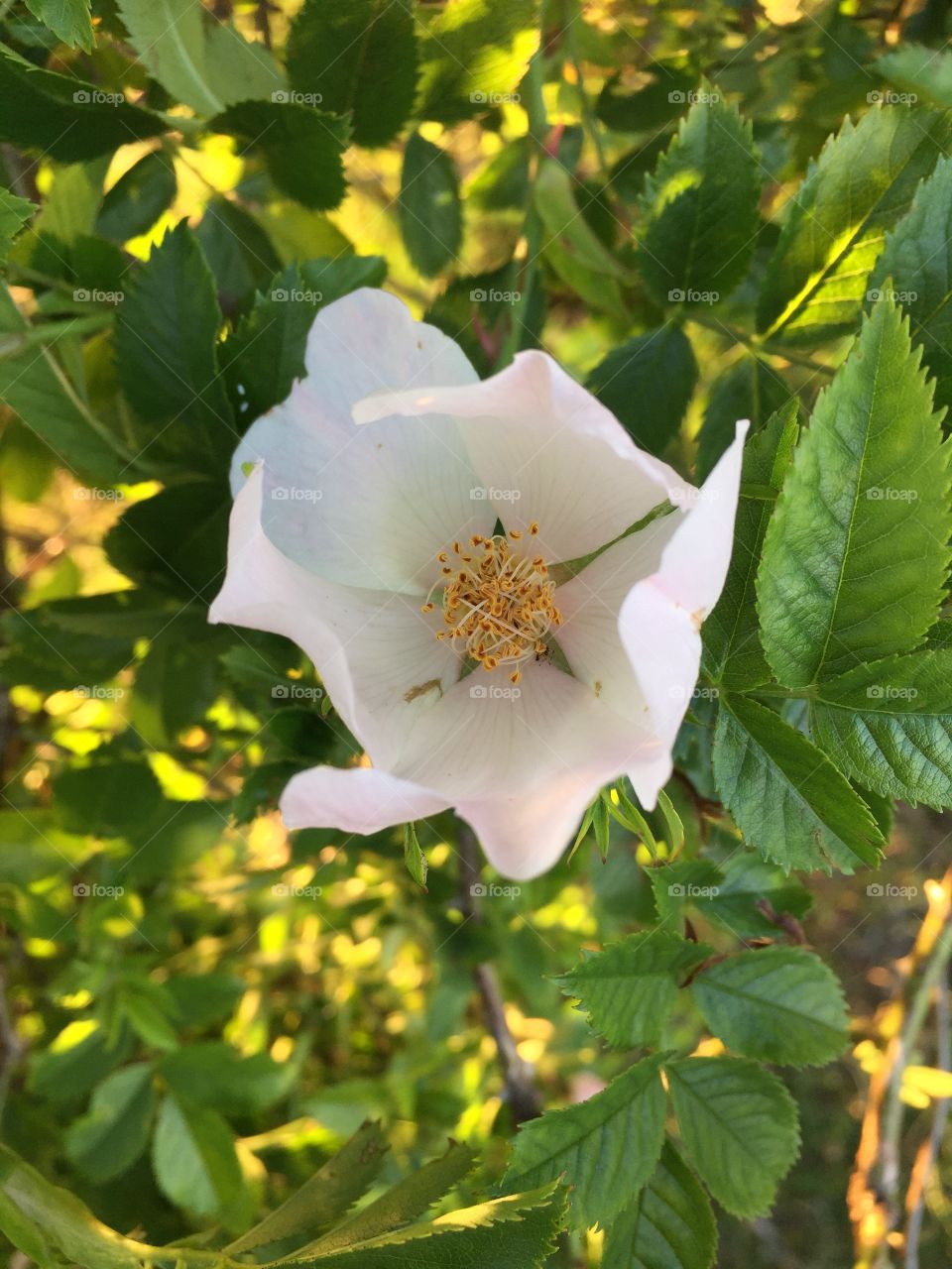 Catched at todays walk 