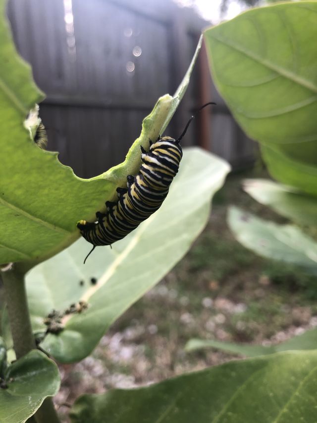 Monarch 