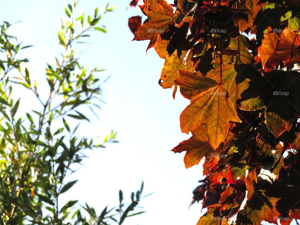 lovely foliage