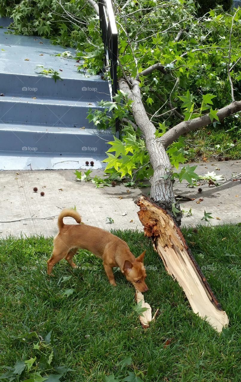 The Dog. The Dogs smells the branch
