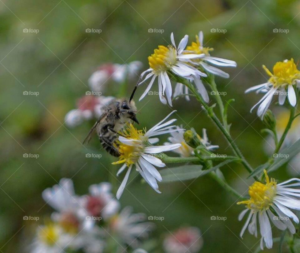 Bee on flower