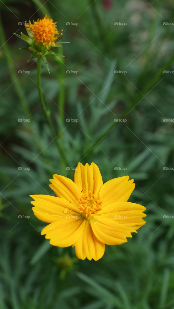 yellow flower