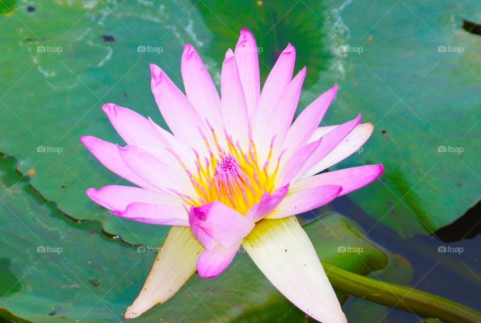 Lotus flower pink colour beauty