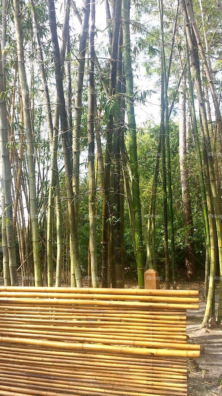 Bamboo city