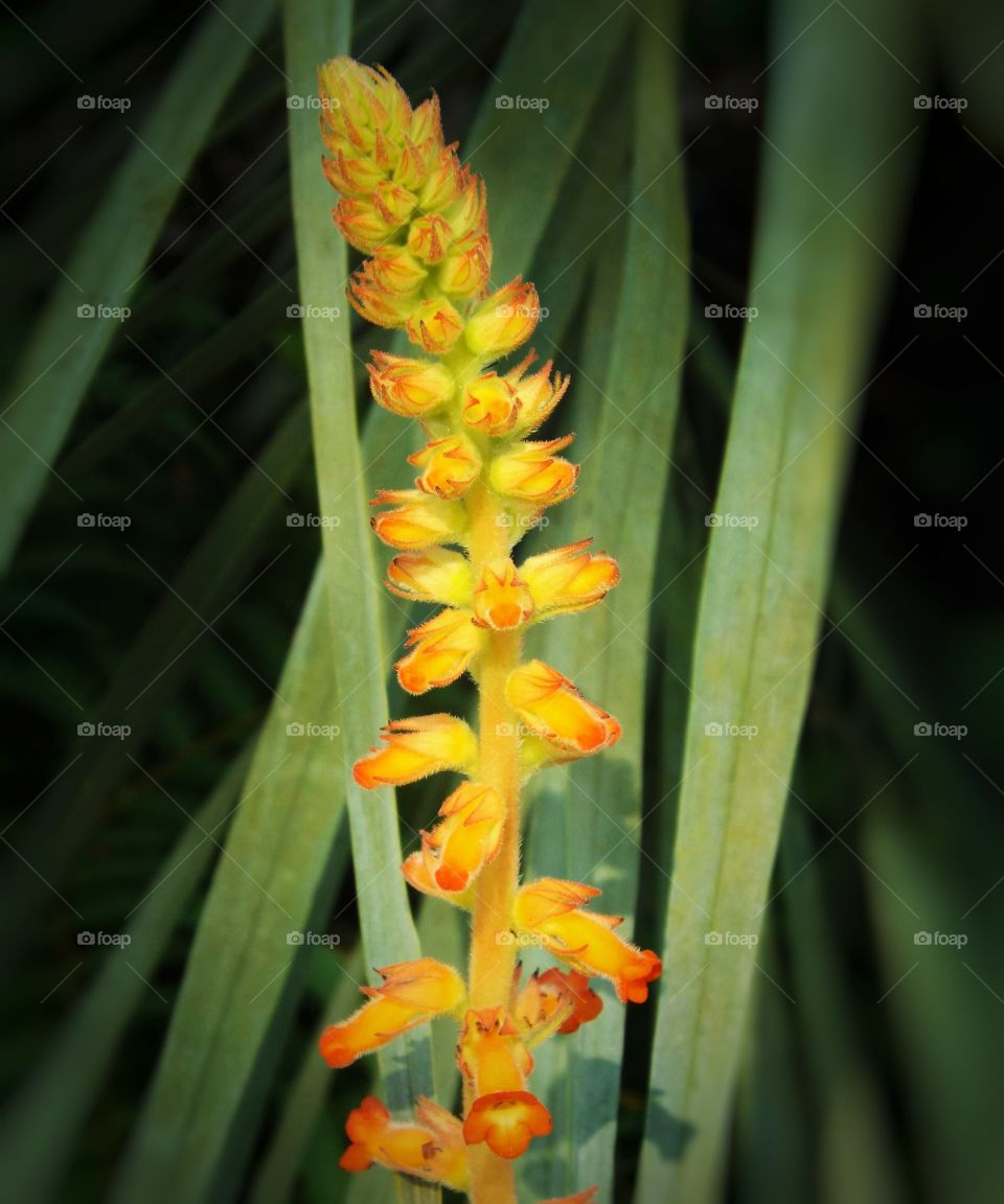 yellow and orange flower