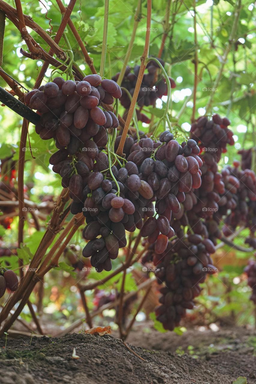 Grape farm