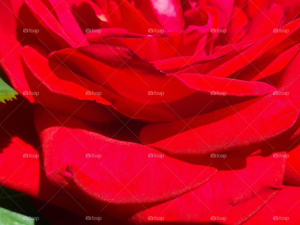 lavish bright red rose macro