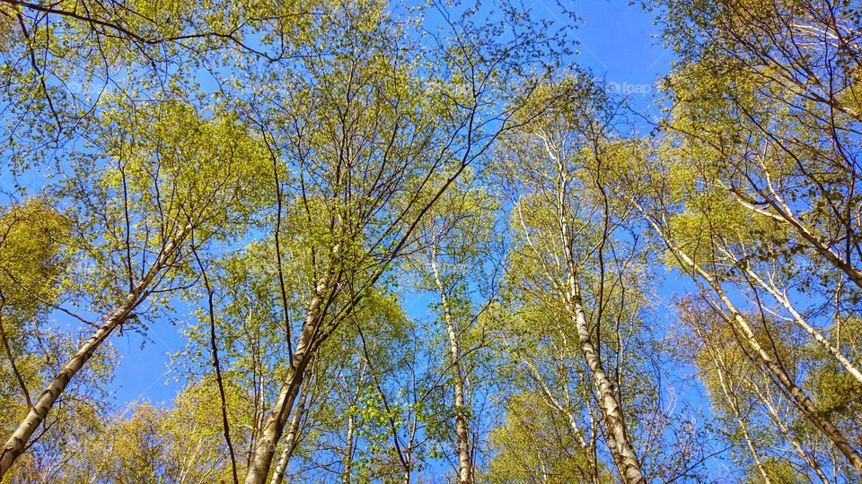 birch trees in the springtime . birch trees in the springtime 