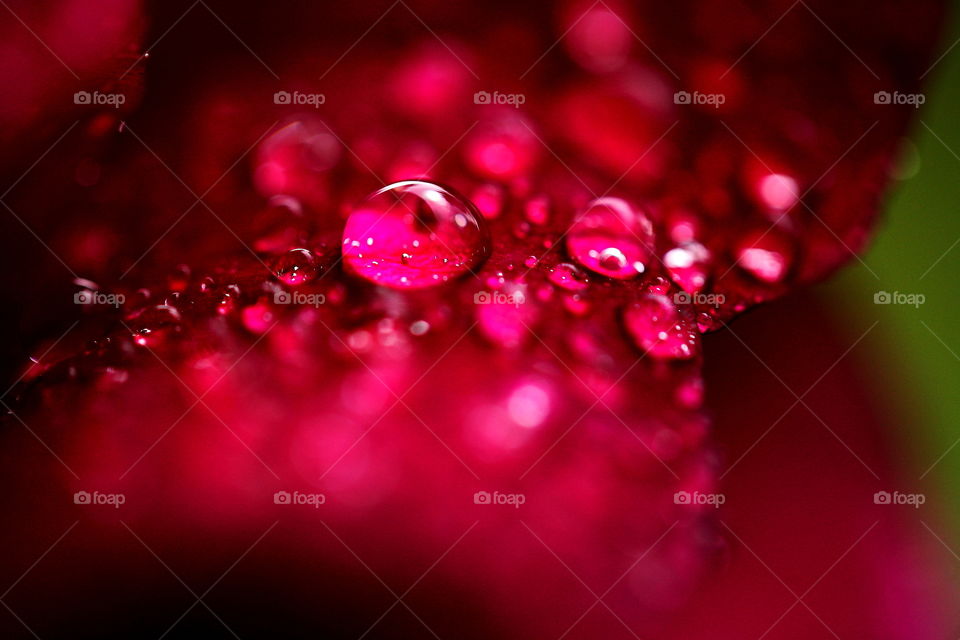 Drops on Red