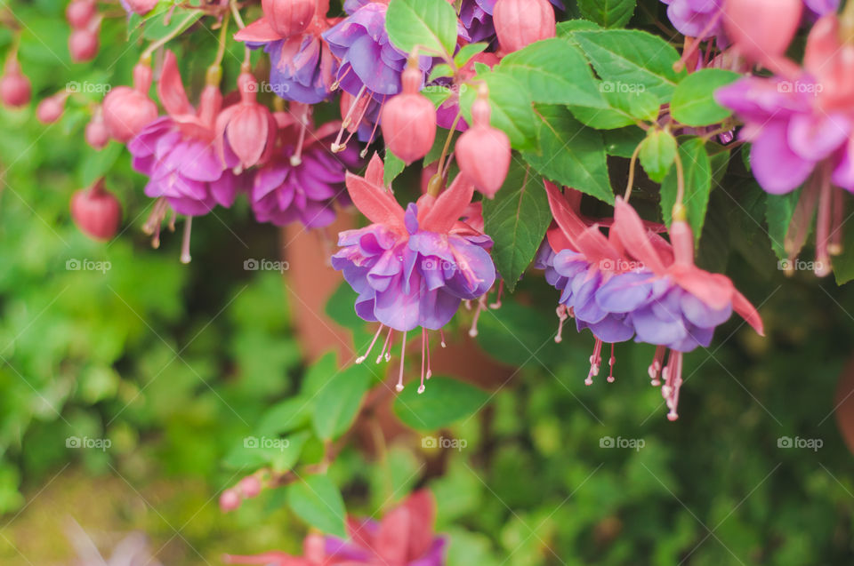 Purple flowers close up 