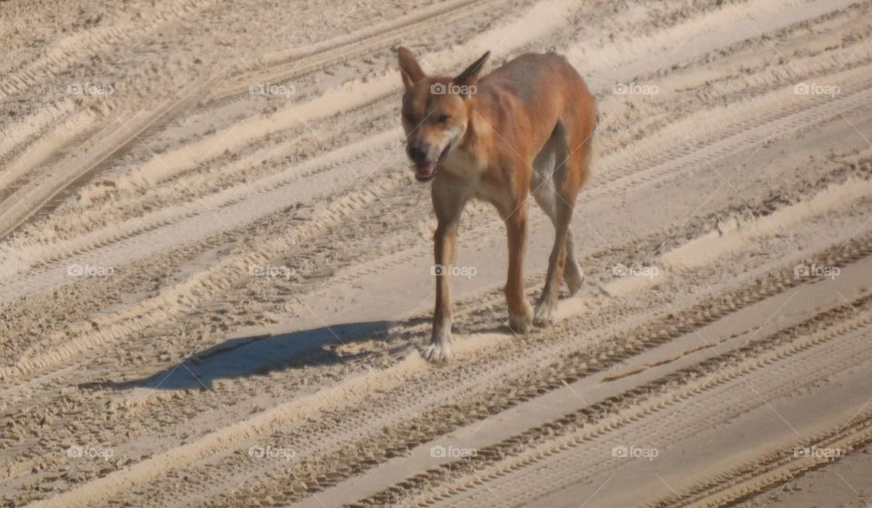 dingo