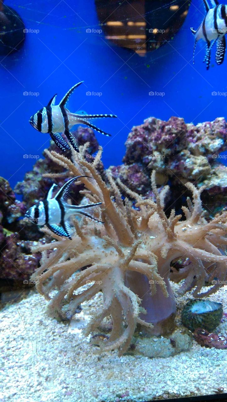 Underwater, Coral, Fish, Invertebrate, Reef