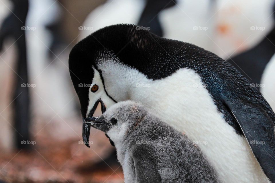 Chinstrap penguin feeding time! 