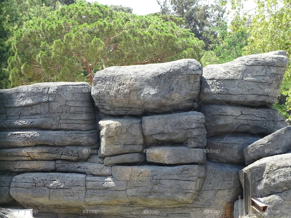 The branches of trees