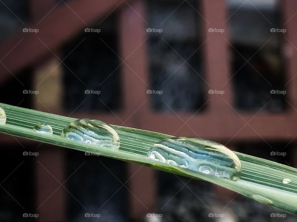 Water drops in a leaf, just after the rain. They are resisting following their path to earth, but allowed great reminder of the fresh rain in beautiful elipse shapes...