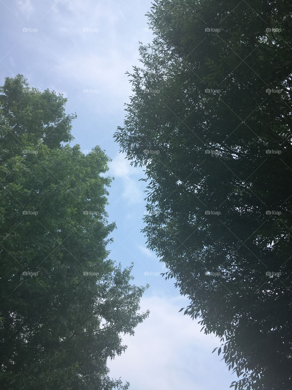 Between trees