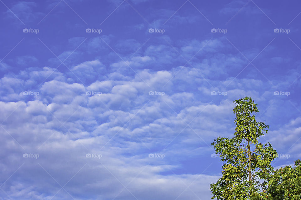 The beauty of the sky with clouds  and green tree.