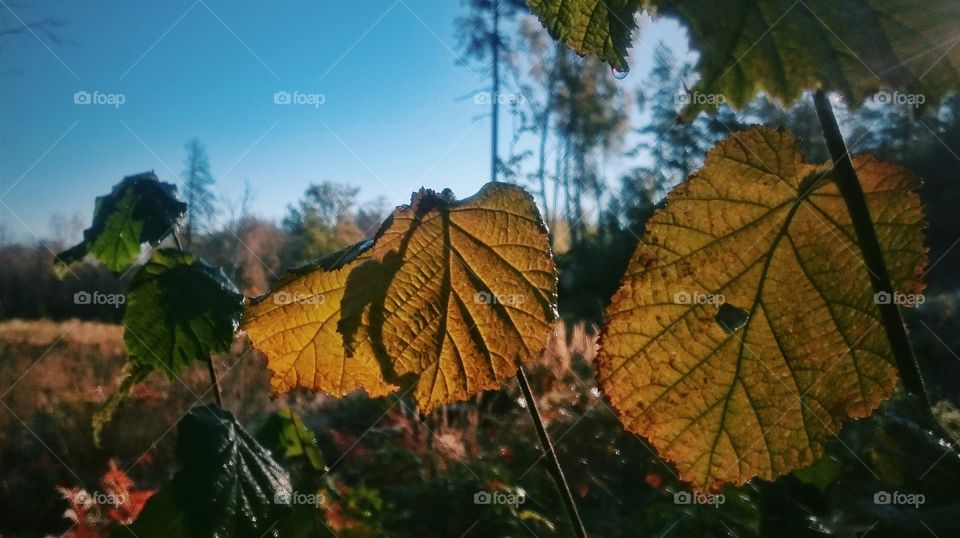 Autumn morning. Early October morning