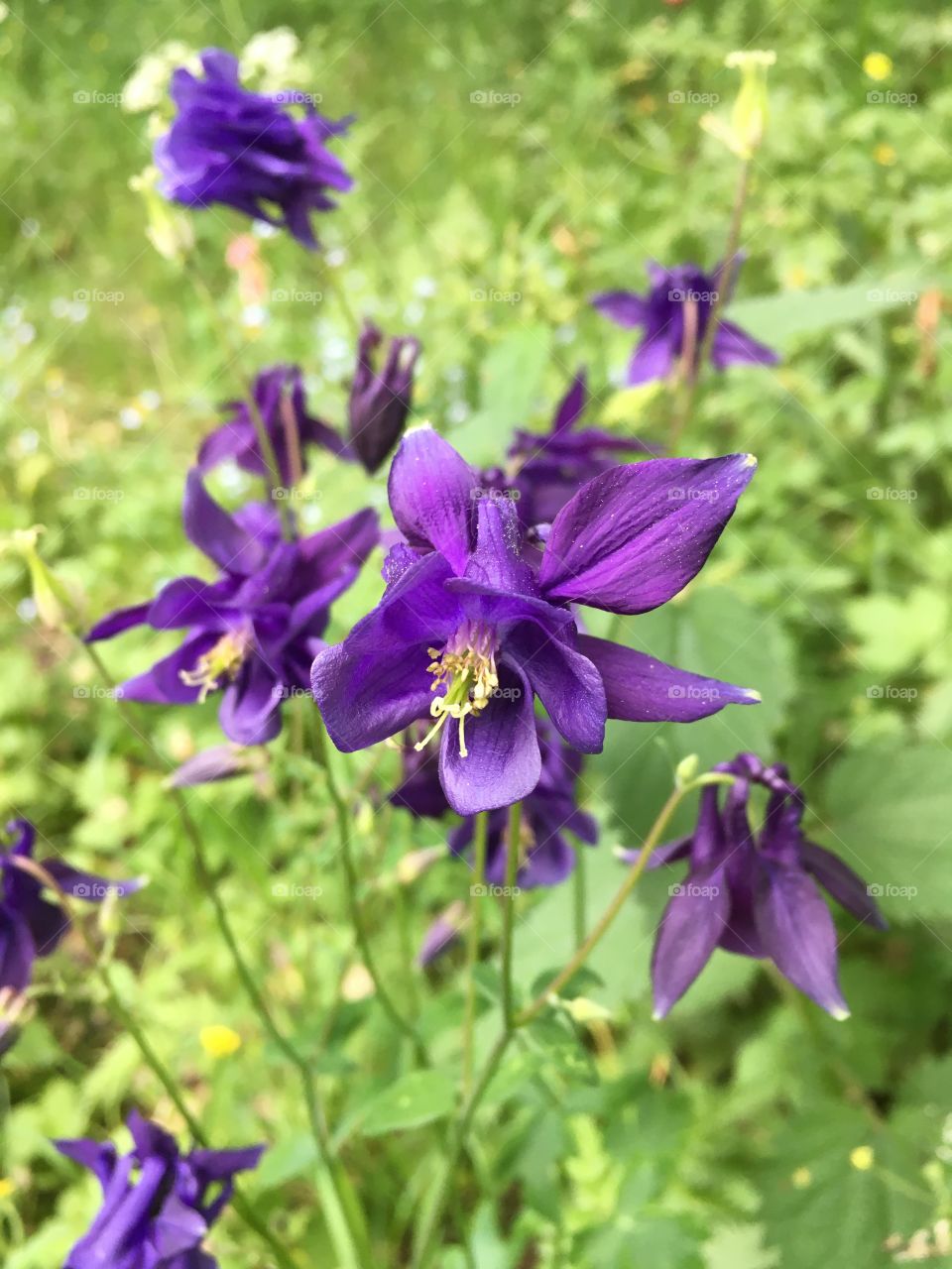 European columbine