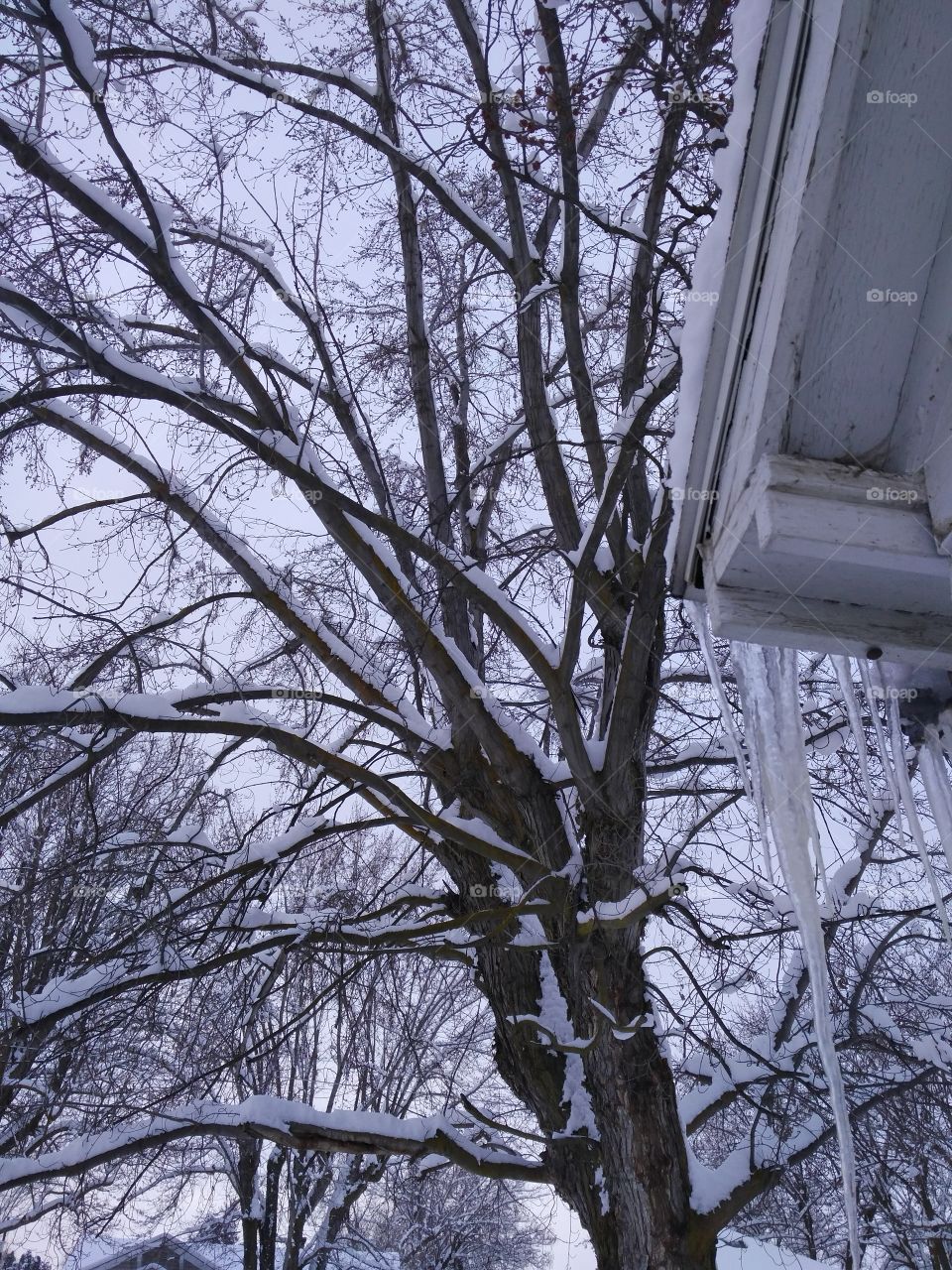 icicle snow tree