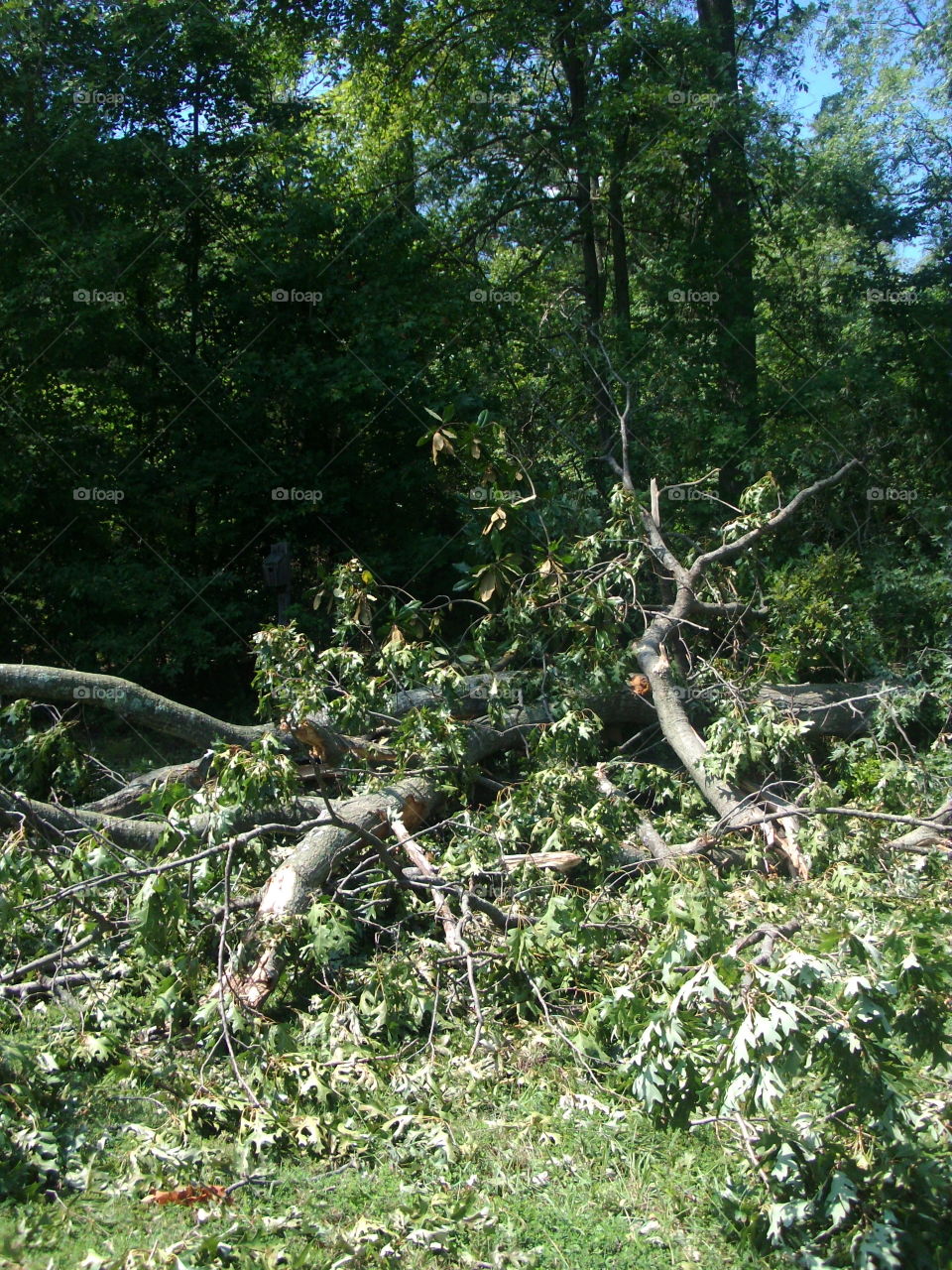 Hurricane damage