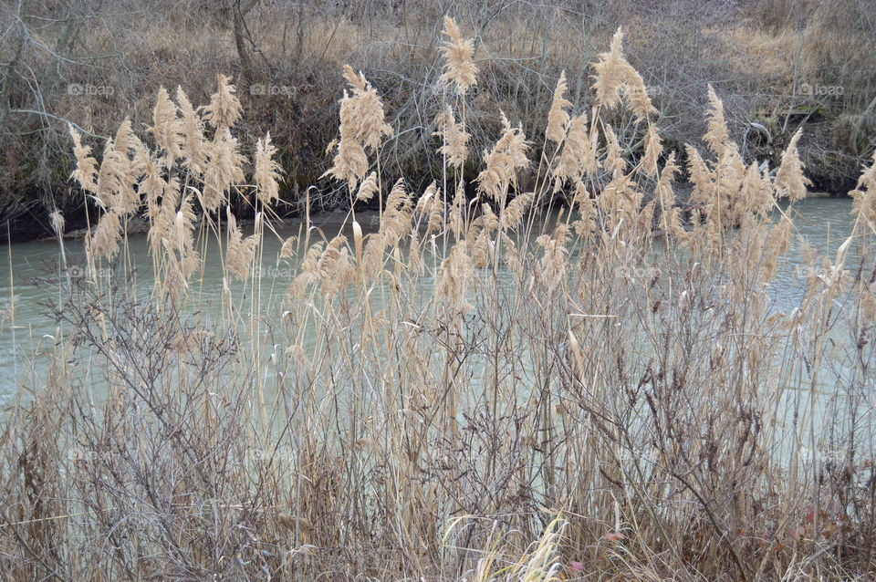 Reed near a mountain river in winter