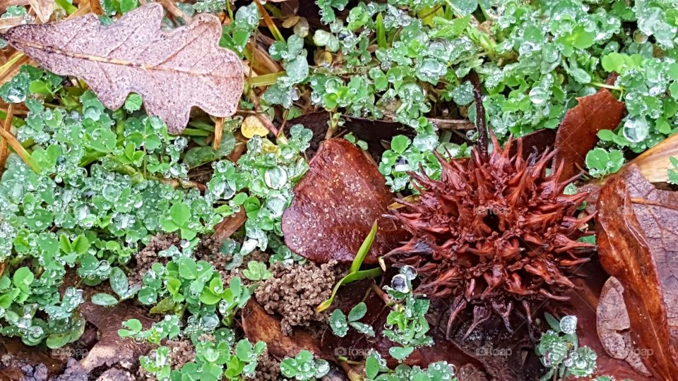 Frozen water droplets on a batch of clovers.