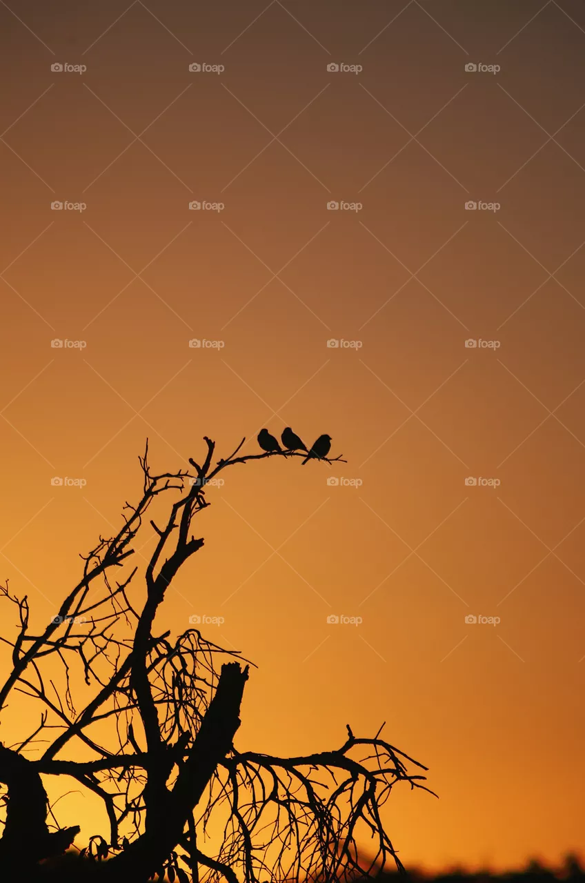 Three little birds