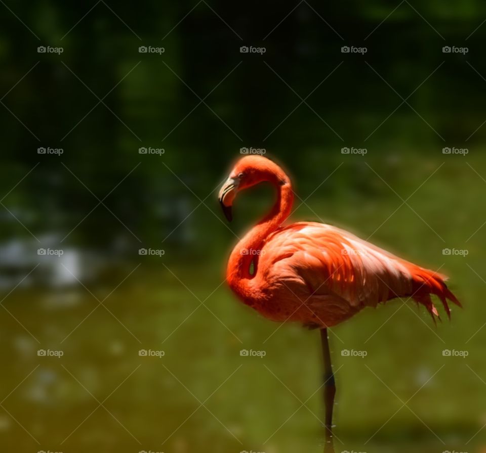 Flamingo