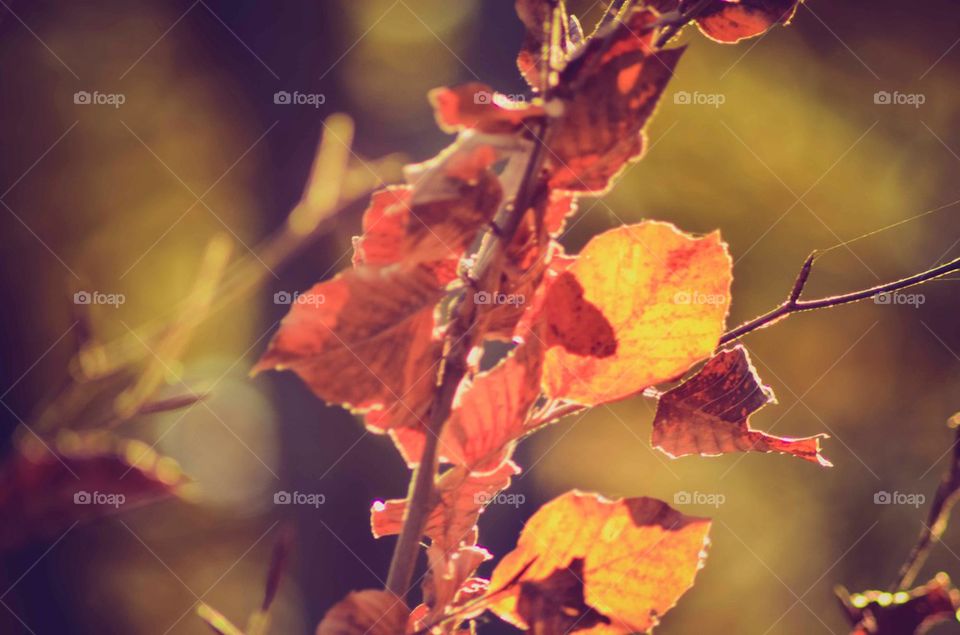Autumn leaves