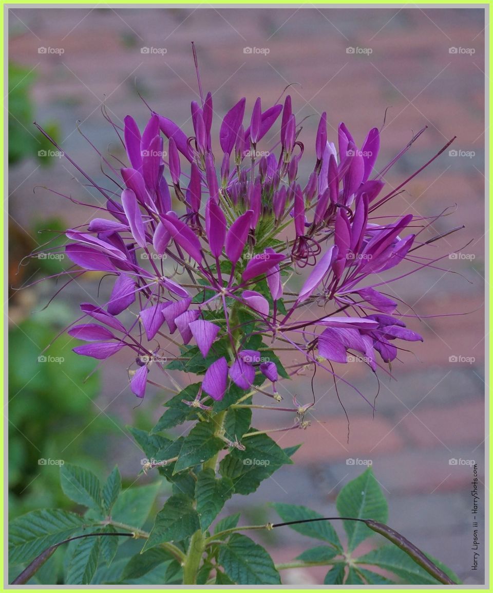 Purple. Purple flower 